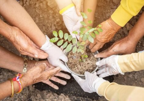 planting