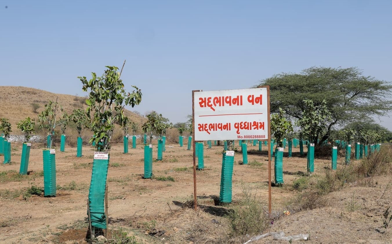 tree-plant
