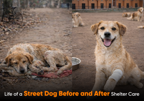 Life of a Street Dog Before and After Shelter Care