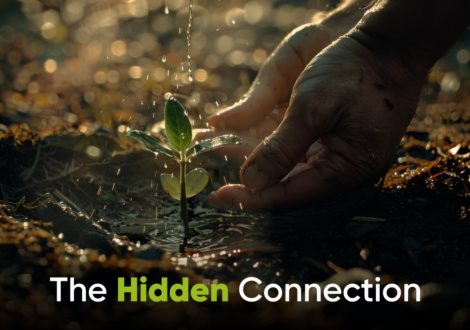 Tree Plantation and Water Conservation