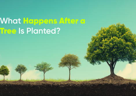 What Happens After a Tree Is Planted