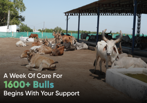 A Week of Care for 1600+ Bulls Begins with Your Support
