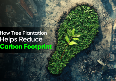 How Tree Plantation Helps Reduce Carbon Footprint