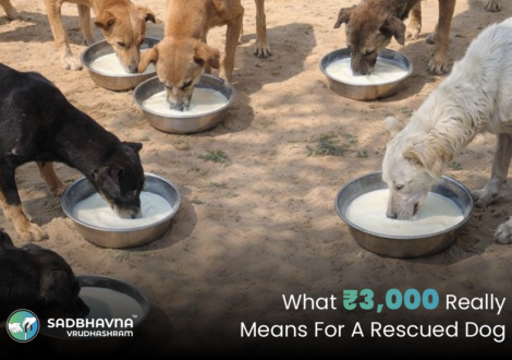 What ₹3,000 Really Means for a Rescued Dog
