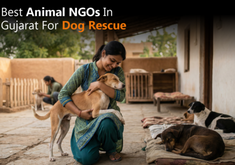 Best Animal NGOs in Gujarat for Dog Rescue