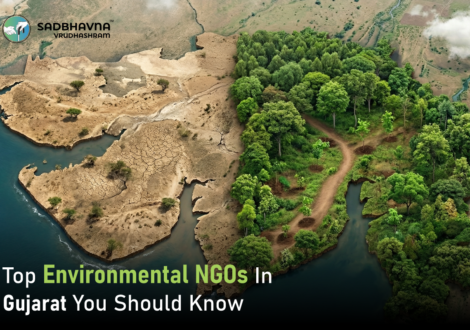 Top Tree Plantation NGOs in Gujarat Making a Difference