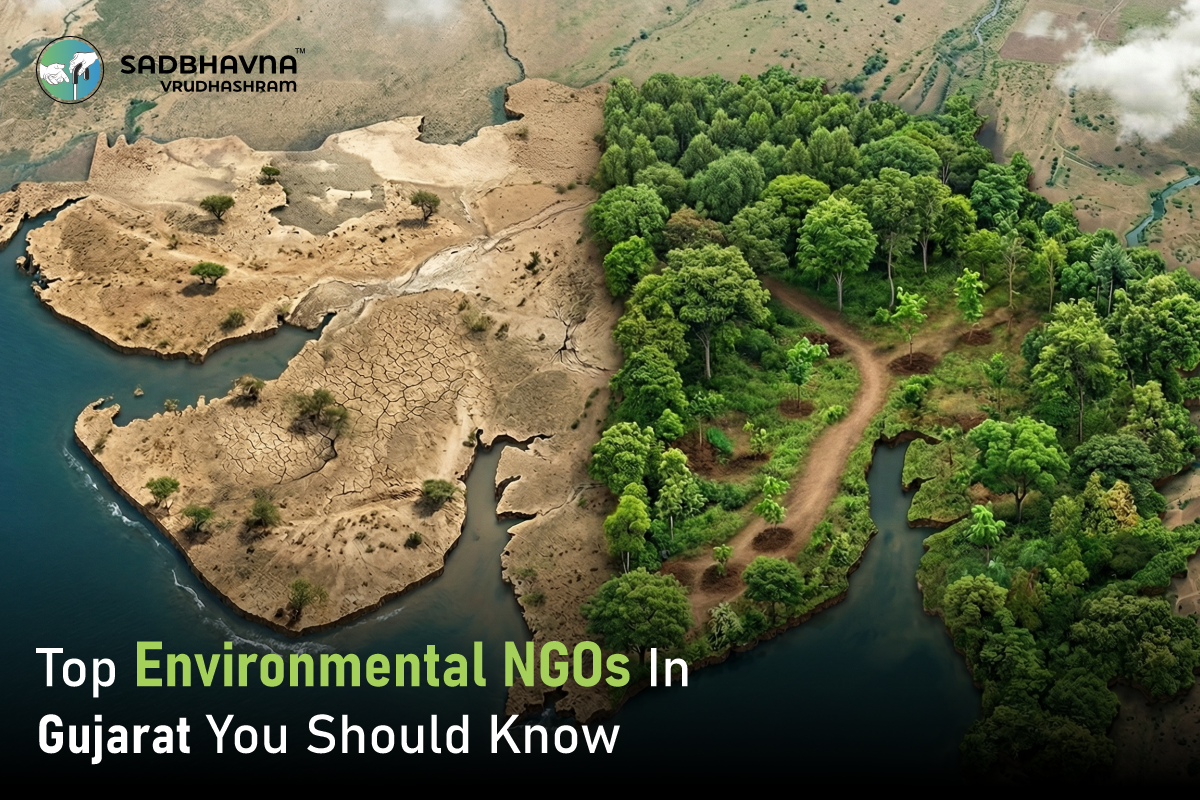 Top Tree Plantation NGOs in Gujarat Making a Difference