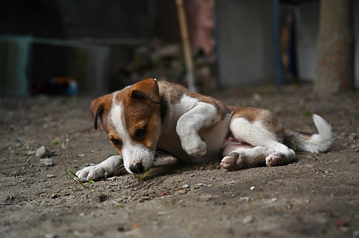 dog-shelter-banner