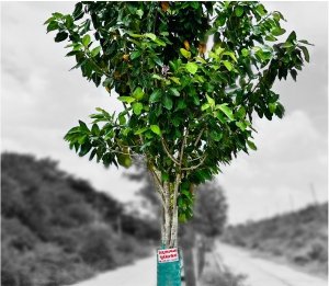 tree-plantation-right-slide