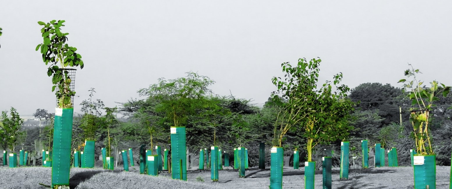 tree-slider