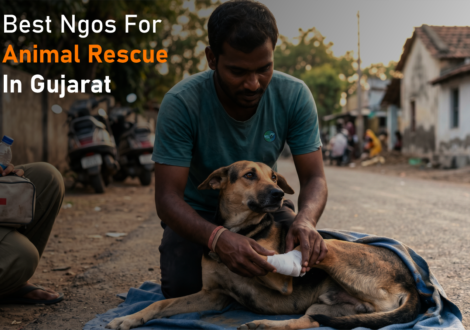 Best NGOs for Animal Rescue in Gujarat – Full Guide for Donors & Volunteers