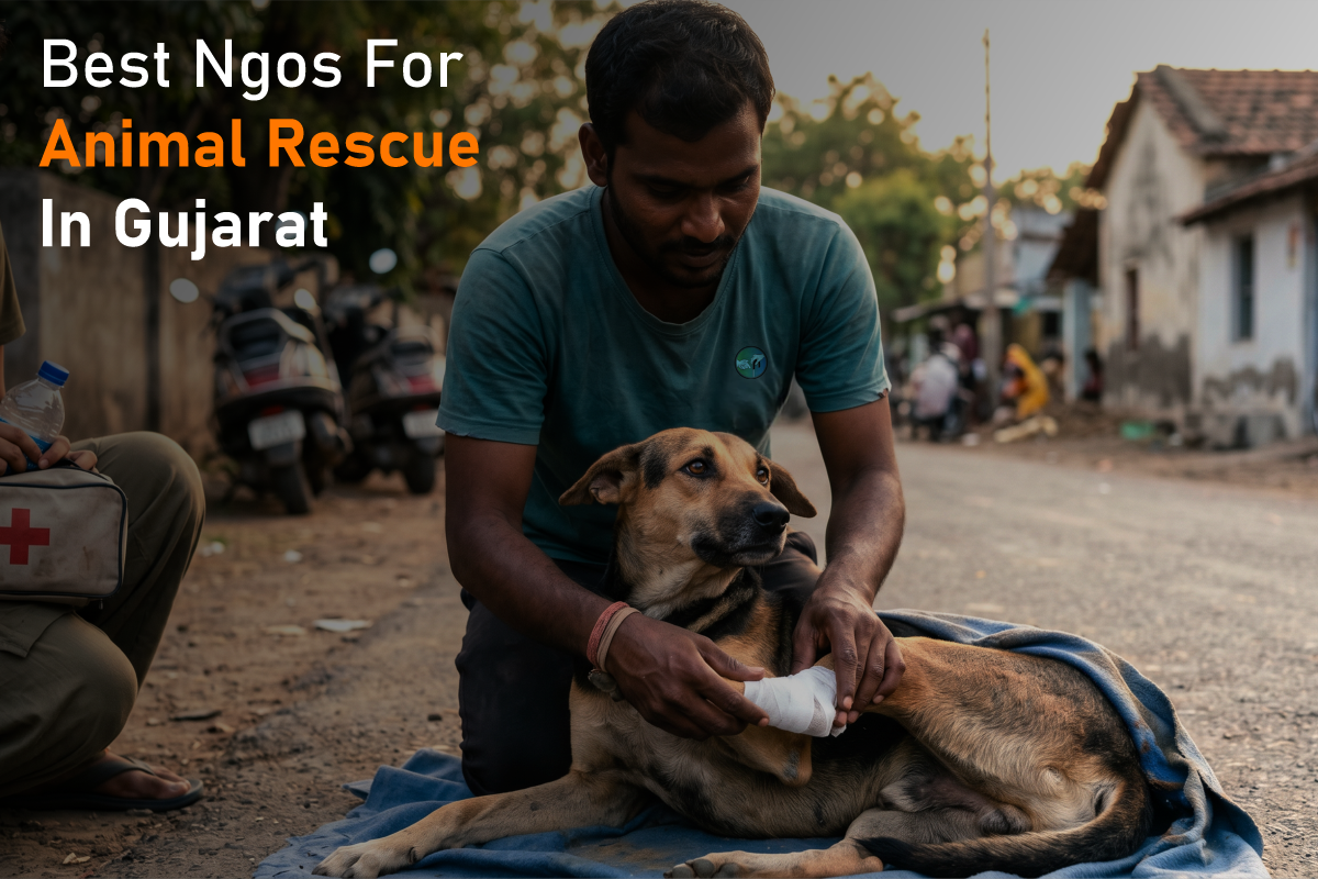 Best NGOs for Animal Rescue in Gujarat – Full Guide for Donors & Volunteers