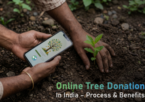 Online Tree Donation In India – Process & Benefits