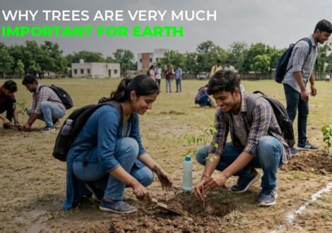 Most Powerful Reasons Why Trees Are very much Important for Earth